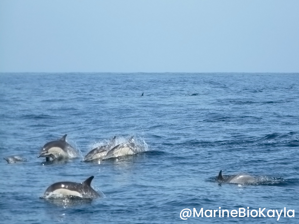 White Side Dolphins swimming, jumping from the water alongside our boat.